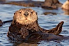 A sea otter resting, holding its paws out of the water to keep them warm and conserve body heat as it floats in cold ocean water. Elkhorn Slough National Estuarine Research Reserve, Moss Landing, California, USA. Image #21650