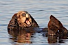 A sea otter, resting on its back, grooms the fur on its head.  A sea otter depends on its fur to keep it warm and afloat, and must groom its fur frequently. Elkhorn Slough National Estuarine Research Reserve, Moss Landing, California, USA. Image #21651