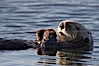 A sea otter, resting on its back, holding its paw out of the water for warmth.  While the sea otter has extremely dense fur on its body, the fur is less dense on its head, arms and paws so it will hold these out of the cold water to conserve body heat. Elkhorn Slough National Estuarine Research Reserve, Moss Landing, California, USA. Image #21656