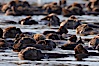 A raft of sea otters.  A raft is a congregation of sea otters, usually in a resting mode.  While rafting sea otters appear to suggest a tendancy toward a group social structure, sea otters can also be solitary animals. Elkhorn Slough National Estuarine Research Reserve, Moss Landing, California, USA. Image #21657