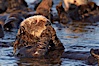 A sea otter, resting on its back, grooms the fur on its head.  A sea otter depends on its fur to keep it warm and afloat, and must groom its fur frequently. Elkhorn Slough National Estuarine Research Reserve, Moss Landing, California, USA. Image #21658