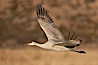 Sandhill crane spreads its broad wings as it takes flight in early morning light.  This crane is one of over 5000 present in Bosque del Apache National Wildlife Refuge, stopping here during its winter migration. Bosque del Apache National Wildlife Refuge, Socorro, New Mexico, USA. Image #21797