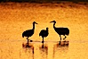 Sandhilll cranes in golden sunset light, silhouette, standing in pond. Bosque del Apache National Wildlife Refuge, Socorro, New Mexico, USA. Image #21798
