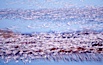 Snow geese at sunrise.  Thousands of wintering snow geese take to the sky in predawn light in Bosque del Apache's famous "blast off".  The flock can be as large as 20,000 geese or more.  Long time exposure creates blurring among the geese. Bosque del Apache National Wildlife Refuge, Socorro, New Mexico, USA. Image #21799