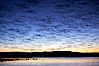 Snow geese at dawn.  Snow geese often "blast off" just before or after dawn, leaving the ponds where they rest for the night to forage elsewhere during the day. Bosque del Apache National Wildlife Refuge, Socorro, New Mexico, USA. Image #21800