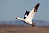 Snow goose in flight. Bosque del Apache National Wildlife Refuge, Socorro, New Mexico, USA. Image #21801