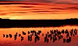 Snow geese rest on a still pond in rich orange and yellow sunrise light.  These geese have spent their night's rest on the main empoundment and will leave around sunrise to feed in nearby corn fields. Bosque del Apache National Wildlife Refuge, Socorro, New Mexico, USA. Image #21802