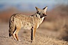 Coyote, pausing to look for prey as it passes through Bosque del Apache National Wildlife Refuge. Bosque del Apache National Wildlife Refuge, Socorro, New Mexico, USA. Image #21803