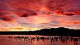 Sunset at Bosque del Apache National Wildlife Refuge, with sandhill cranes silhouetted in reflection in the calm pond.  Spectacular sunsets at Bosque del Apache, rich in reds, oranges, yellows and purples, make for striking reflections of the thousands of cranes and geese found in the refuge each winter. Bosque del Apache National Wildlife Refuge, Socorro, New Mexico, USA. Image #21804