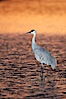 A sandhill crane, standing in still waters with rich gold sunset light reflected around it. Bosque del Apache National Wildlife Refuge, Socorro, New Mexico, USA. Image #21805