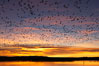 Snow geese at dawn.  Snow geese often "blast off" just before or after dawn, leaving the ponds where they rest for the night to forage elsewhere during the day. Bosque del Apache National Wildlife Refuge, Socorro, New Mexico, USA. Image #21806