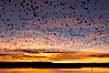 Snow geese at dawn.  Snow geese often "blast off" just before or after dawn, leaving the ponds where they rest for the night to forage elsewhere during the day. Bosque del Apache National Wildlife Refuge, Socorro, New Mexico, USA. Image #21806