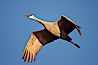 A sandhill crane in flight, spreading its wings wide which can span up to 6 1/2 feet. Bosque del Apache National Wildlife Refuge, Socorro, New Mexico, USA. Image #21807