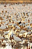 Snow geese resting, on a still pond in early morning light, in groups of several thousands. Bosque del Apache National Wildlife Refuge, Socorro, New Mexico, USA. Image #21808