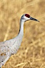 Sandhill crane portrait, as it forages in tall grass. Bosque del Apache National Wildlife Refuge, Socorro, New Mexico, USA. Image #21809