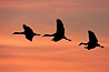 Sandhill cranes, flying across a colorful sunset sky, blur wings due to long time exposure. Bosque del Apache National Wildlife Refuge, Socorro, New Mexico, USA. Image #21812