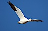 Snow goose in flight. Bosque del Apache National Wildlife Refuge, Socorro, New Mexico, USA. Image #21813