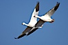 Snow geese in flight. Bosque del Apache National Wildlife Refuge, Socorro, New Mexico, USA. Image #21858