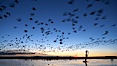 Snow geese at dawn.  Snow geese often "blast off" just before or after dawn, leaving the ponds where they rest for the night to forage elsewhere during the day. Bosque del Apache National Wildlife Refuge, Socorro, New Mexico, USA. Image #21879