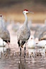 Sandhill cranes reflected in still waters. Bosque del Apache National Wildlife Refuge, Socorro, New Mexico, USA. Image #21880