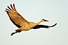 A sandhill crane in flight, spreading its wings wide which can span up to 6 1/2 feet. Bosque del Apache National Wildlife Refuge, Socorro, New Mexico, USA. Image #21881