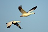 Snow geese in flight. Bosque del Apache National Wildlife Refuge, Socorro, New Mexico, USA. Image #21882