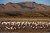 Snow geese gather to rest and preen. Bosque del Apache National Wildlife Refuge, Socorro, New Mexico, USA. Image #21883