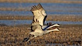 Sandhill cranes in flight, side by side in near-synchonicity, spreading their broad wides wide as they fly. Bosque del Apache National Wildlife Refuge, Socorro, New Mexico, USA. Image #21884