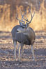 Mule deer, male with antlers. Bosque del Apache National Wildlife Refuge, Socorro, New Mexico, USA. Image #21885