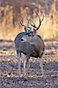 Mule deer, male with antlers. Bosque del Apache National Wildlife Refuge, Socorro, New Mexico, USA. Image #21885