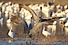 Sandhill cranes posture and socialize. Bosque del Apache National Wildlife Refuge, Socorro, New Mexico, USA. Image #21887