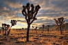 Sunrise in Joshua Tree National Park. Joshua Tree National Park, California, USA. Image #22100