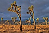 Sunrise in Joshua Tree National Park. Joshua Tree National Park, California, USA. Image #22101
