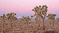 Joshua Trees in early morning light. Joshua Tree National Park, Joshua Tree National Park, California, USA. Image #22112