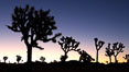 Joshua Trees silhouetted against predawn sunrise light. Joshua Tree National Park, California, USA. Image #22115