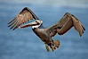 Brown pelican in flight.  The wingspan of the brown pelican is over 7 feet wide. The California race of the brown pelican holds endangered species status.  In winter months, breeding adults assume a dramatic plumage. La Jolla, California, USA. Image #22142