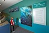 A young visitor views wall displays at the "Water" exhibit, San Diego Natural History Museum. Balboa Park, San Diego, California, USA. Image #22179