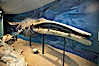 Gray whale skeleton on display at the San Diego Natural History Museum. Balboa Park, San Diego, California, USA. Image #22184