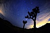 Stars shine in the night sky with Joshua Trees silhouetted in the foreground.  The lights of Palm Springs (right) and the town of Joshua Tree (left) glow on the horizon. Joshua Tree National Park, California, USA. Image #22201