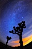 The Milky Way Galaxy shines in the night sky with a Joshua Tree silhouetted in the foreground.  The lights of Palm Springs glow on the horizon. Joshua Tree National Park, California, USA. Image #22202