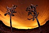 Two Joshua Trees stand in silhouette below evening skies with clouds lit by the distant lights of Palm Springs. Joshua Tree National Park, California, USA. Image #22204