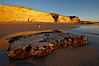 Torrey Pines State Beach, sandstone cliffs rise above the beach at Torrey Pines State Reserve. Torrey Pines State Reserve, San Diego, California, USA. Image #22440