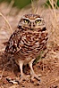 Burrowing owl (Western North American race hypugaea). This 10-inch-tall burrowing owl is standing besides its burrow. These burrows are usually created by squirrels, prairie dogs, or other rodents and even turtles, and only rarely dug by the owl itself. Salton Sea, Imperial County, California, USA. Image #22477