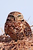 Burrowing owl (Western North American race hypugaea). This 10-inch-tall burrowing owl is standing besides its burrow. These burrows are usually created by squirrels, prairie dogs, or other rodents and even turtles, and only rarely dug by the owl itself. Salton Sea, Imperial County, California, USA. Image #22478