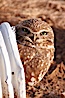 A burrowing owl peeks out of a drainage pipe.  This 10-inch-tall burrowing owl is standing besides its burrow. These burrows are usually created by squirrels, prairie dogs, or other rodents and even turtles, and only rarely dug by the owl itself. Salton Sea, Imperial County, California, USA. Image #22479