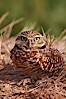 Burrowing owl (Western North American race hypugaea). This 10-inch-tall burrowing owl is standing besides its burrow. These burrows are usually created by squirrels, prairie dogs, or other rodents and even turtles, and only rarely dug by the owl itself. Salton Sea, Imperial County, California, USA. Image #22480
