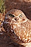 Burrowing owl (Western North American race hypugaea). This 10-inch-tall burrowing owl is standing besides its burrow. These burrows are usually created by squirrels, prairie dogs, or other rodents and even turtles, and only rarely dug by the owl itself. Salton Sea, Imperial County, California, USA. Image #22481
