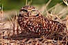 Burrowing owl (Western North American race hypugaea). This 10-inch-tall burrowing owl is standing besides its burrow. These burrows are usually created by squirrels, prairie dogs, or other rodents and even turtles, and only rarely dug by the owl itself. Salton Sea, Imperial County, California, USA. Image #22482