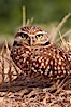 Burrowing owl (Western North American race hypugaea). This 10-inch-tall burrowing owl is standing besides its burrow. These burrows are usually created by squirrels, prairie dogs, or other rodents and even turtles, and only rarely dug by the owl itself. Salton Sea, Imperial County, California, USA. Image #22483