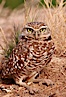 Burrowing owl (Western North American race hypugaea). This 10-inch-tall burrowing owl is standing besides its burrow. These burrows are usually created by squirrels, prairie dogs, or other rodents and even turtles, and only rarely dug by the owl itself. Salton Sea, Imperial County, California, USA. Image #22484